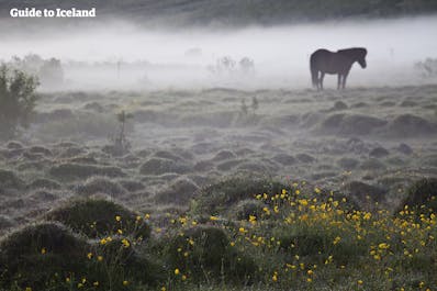 An Icelandic horse grazes in Iceland, in a field of wildflowers under a blanket of mist.