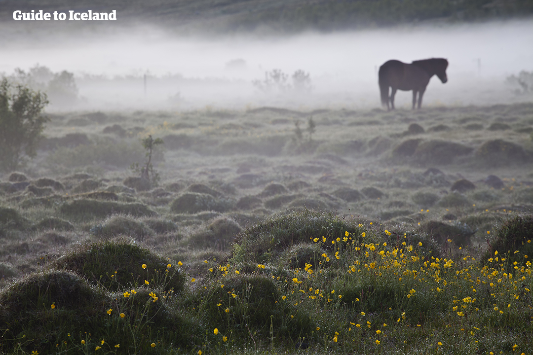 Die Silhouette eines Pferdes vor dem Morgennebel im sommerlichen Island.