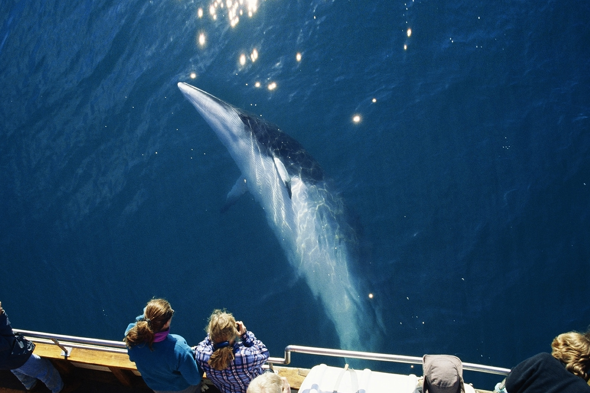 วาฬมิ้งค์ว่ายน้ำใต้เรือดูวาฬที่อ่าวสเกาฟานติ จาก ฮุสาวิก