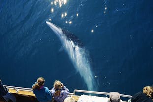 วาฬมิ้งค์ว่ายน้ำใต้เรือดูวาฬที่อ่าวสเกาฟานติ จาก ฮุสาวิก