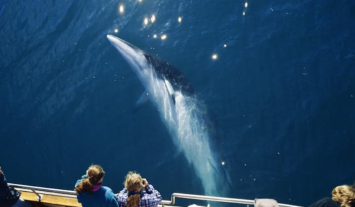 Den originale hvalsafari fra Húsavík | CO2-neutral udflugt