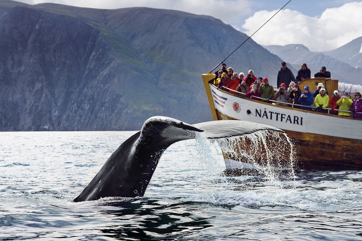 Original 3 Hour Whale Watching Tour In Carbon Neutral Oak Boats With 