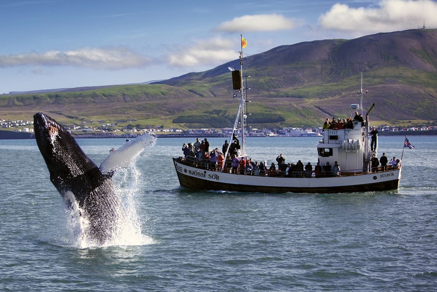 Walvissen spotten in Húsavík in Noord-IJsland