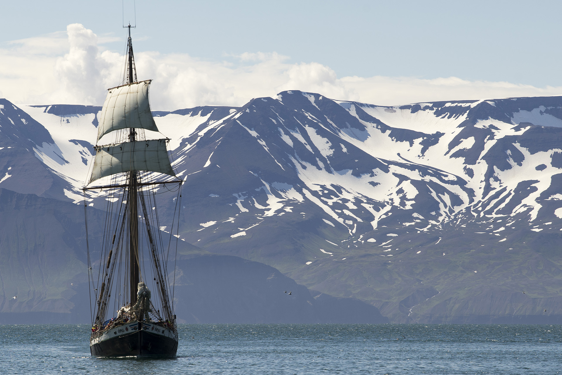 Obwohl Island viele Walbeobachtungstouren anbietet, gibt es nur eine auf einem traditionellen Segelboot.