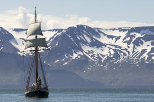 Obwohl Island viele Walbeobachtungstouren anbietet, gibt es nur eine auf einem traditionellen Segelboot.