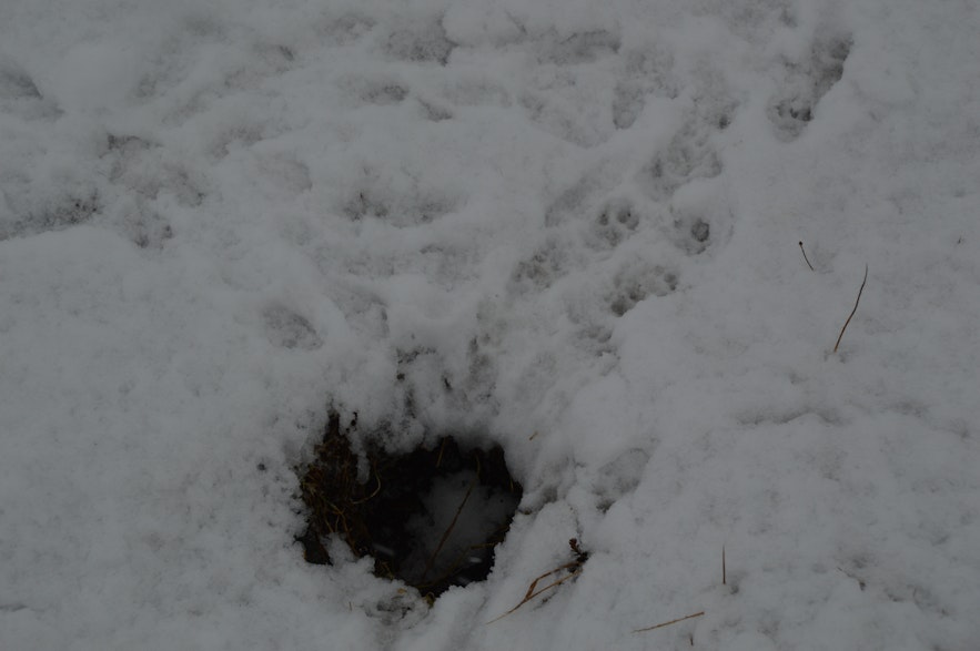 What we hoped was a native Arctic Fox burrow turned out to be that of an invasive species, the mink.