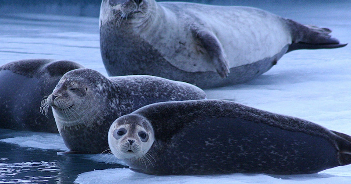 Ultimate Guide to Seal Watching in Iceland | Guide to Iceland