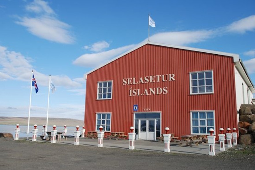 冰岛海豹中心是大家了解海豹的最佳地点