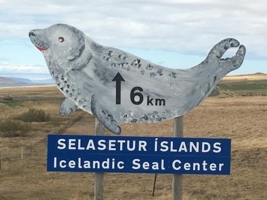 Centrum fok na północy Islandii.