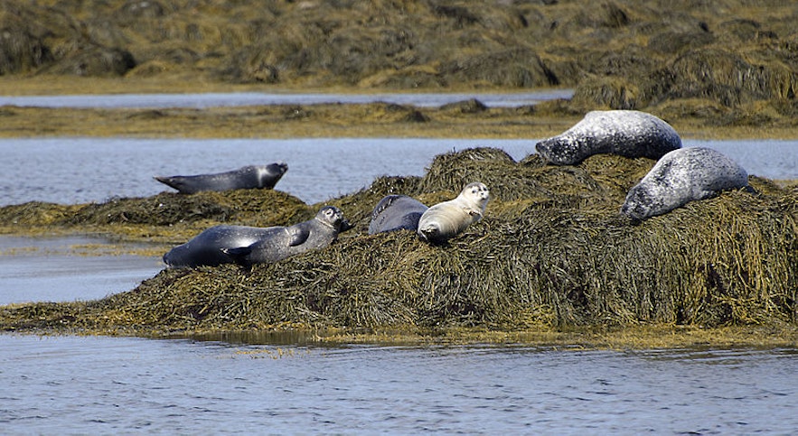 海豹在冰岛的分布很广泛