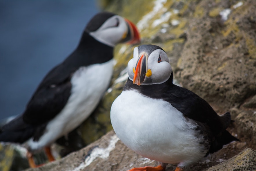 Day 8 of 3 week Iceland trip, fox and puffins