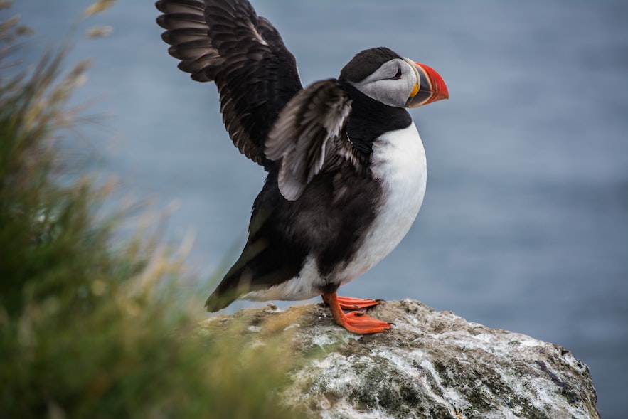 Day 8 of 3 week Iceland trip, fox and puffins