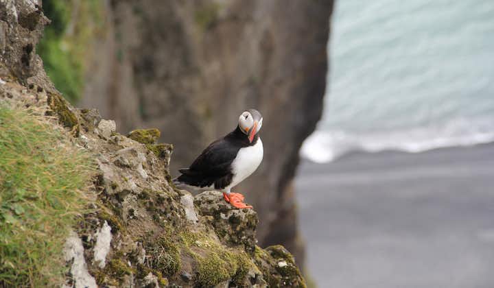 Puffins are known to nest in the towering cliff faces of South Iceland, making for another authentically Icelandic sight during the tour.