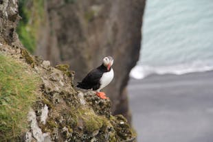 Puffins are known to nest in the towering cliff faces of South Iceland, making for another authentically Icelandic sight during the tour.
