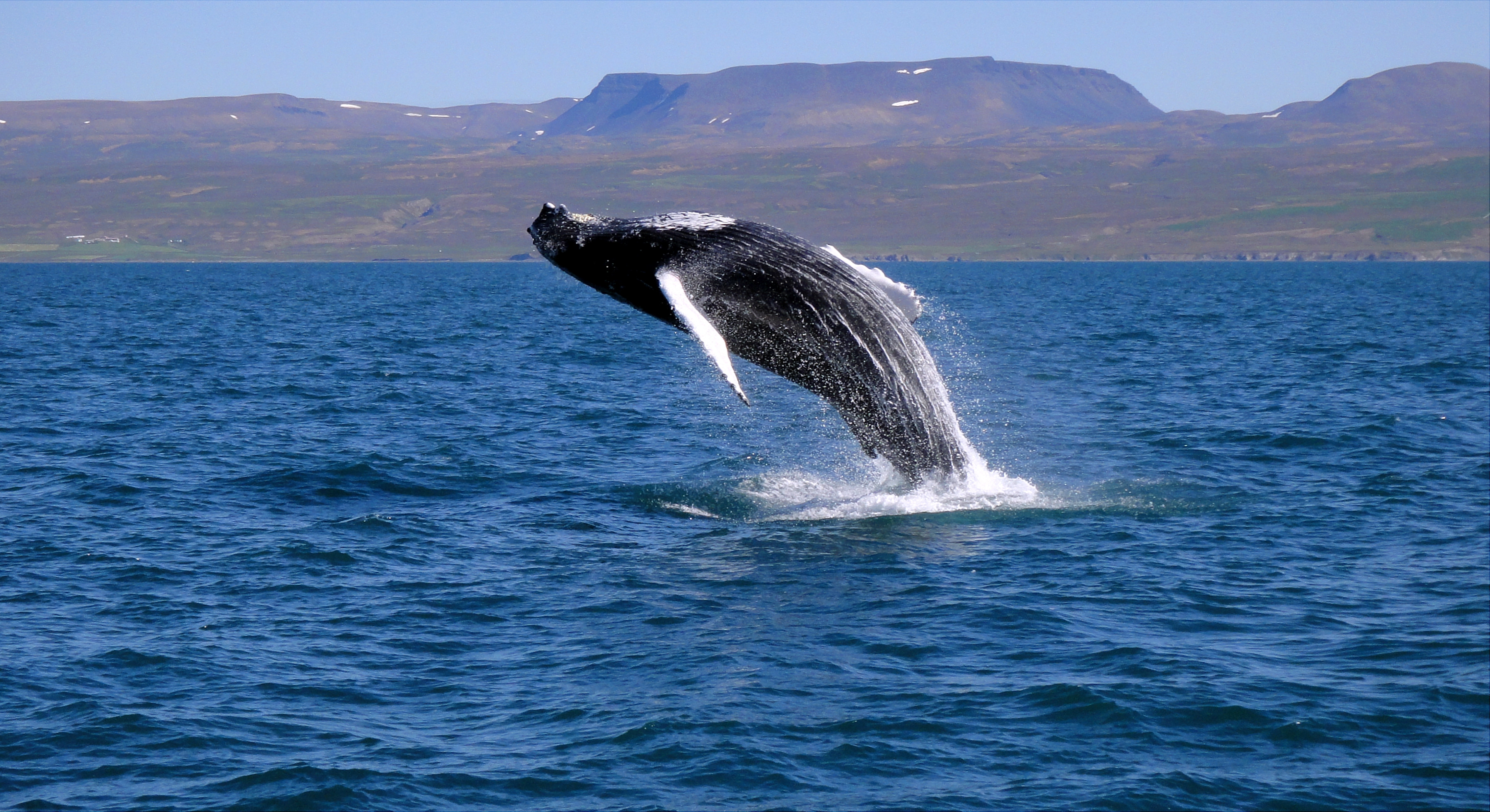 Whale Watching Tour Off Reykjavik's Faxafloi Bay