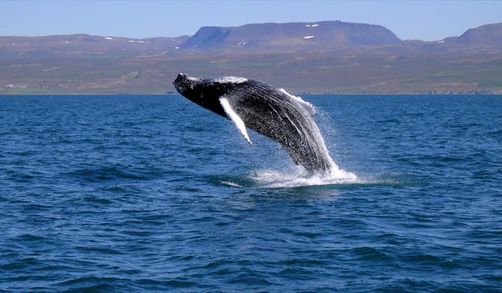 Whales regurarly breach the coastal waters around Iceland, creating stunning visual displays.