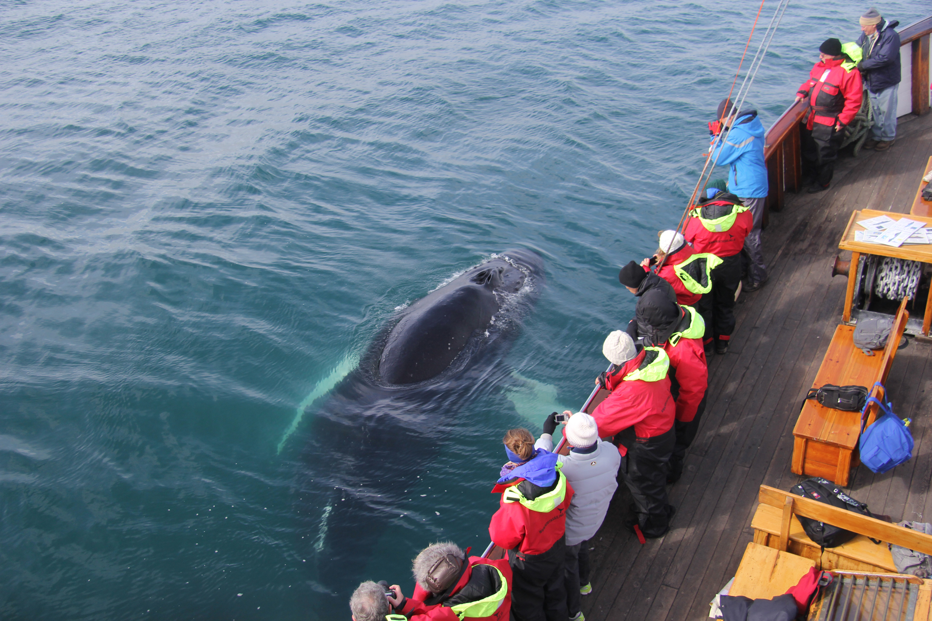 Husavik Original Whale Watching | With Puffin Island