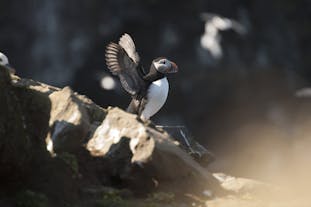 Puffins are one of the greatest attractions to see in North Iceland.