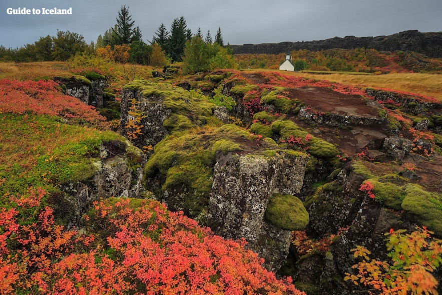 Þingvellir nationalpark på Island är ljuvligt vacker under hösten.