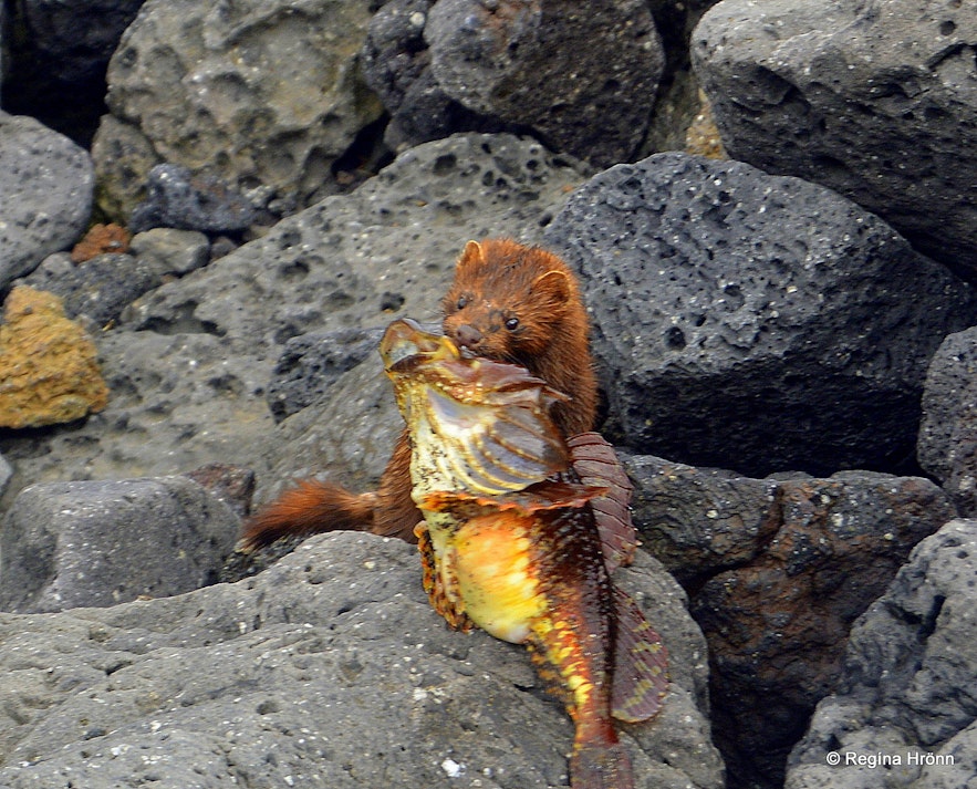 A mink with a fish on the Snæfellsnes peninsula