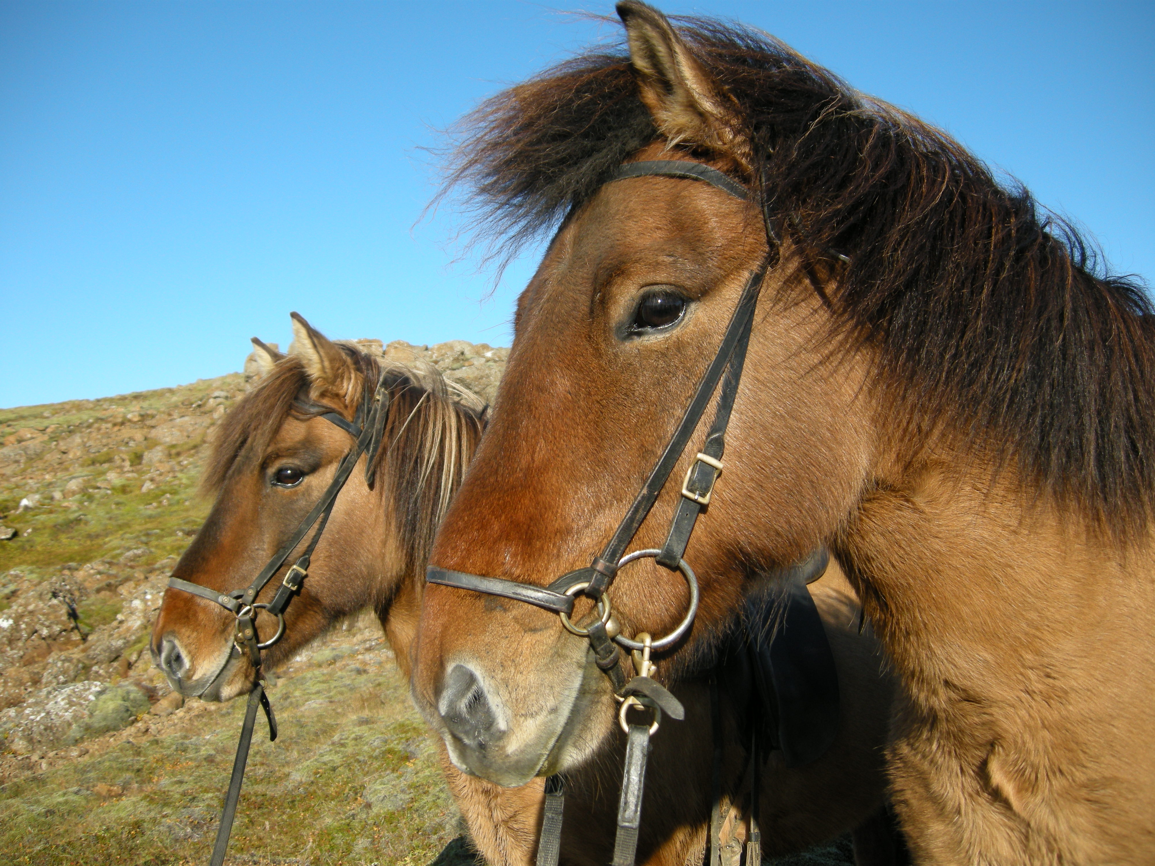 The Icelandic horse is known across the world for being a very friendly animal.