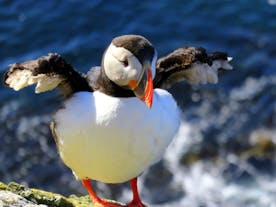 Puffins are a common sight in the Westfjords around summer, particularly around the Látrabjarg cliffs.