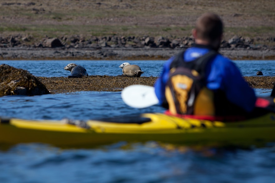 Vous pouvez aussi voir des phoques dans la nature islandaise