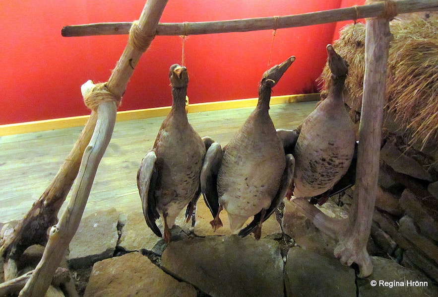 Geese at Spákonuhof museum at Skagaströnd