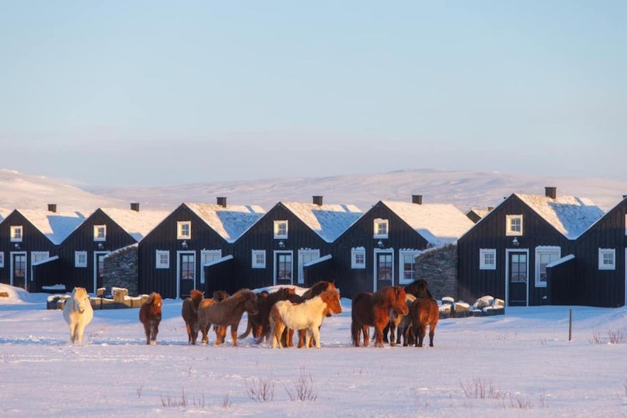 Icelandic horses gather outside Torfhus Retreat.