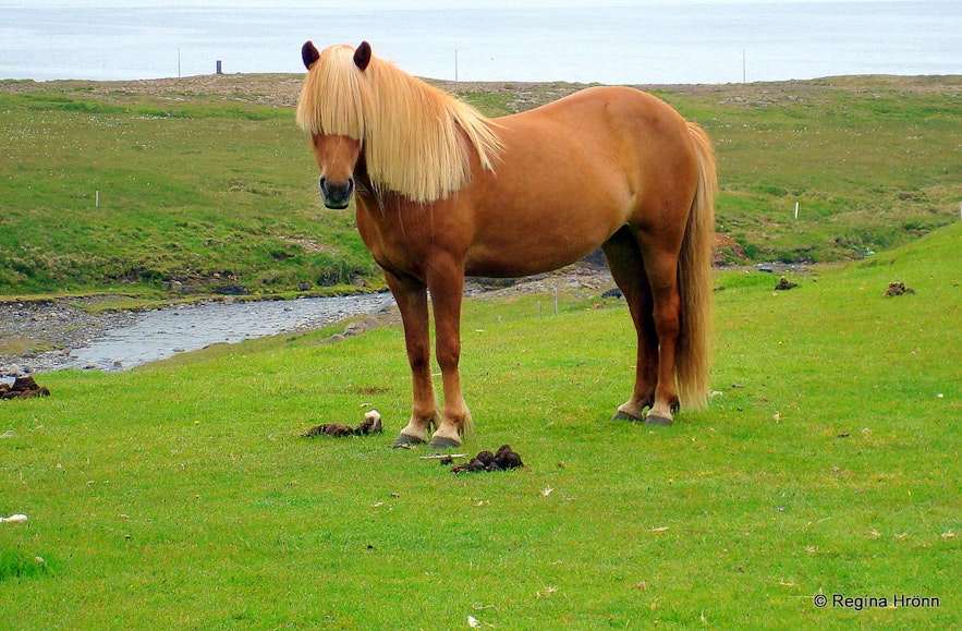 An Icelandic horse at Kverná farm Snæfellsnes pensinsua