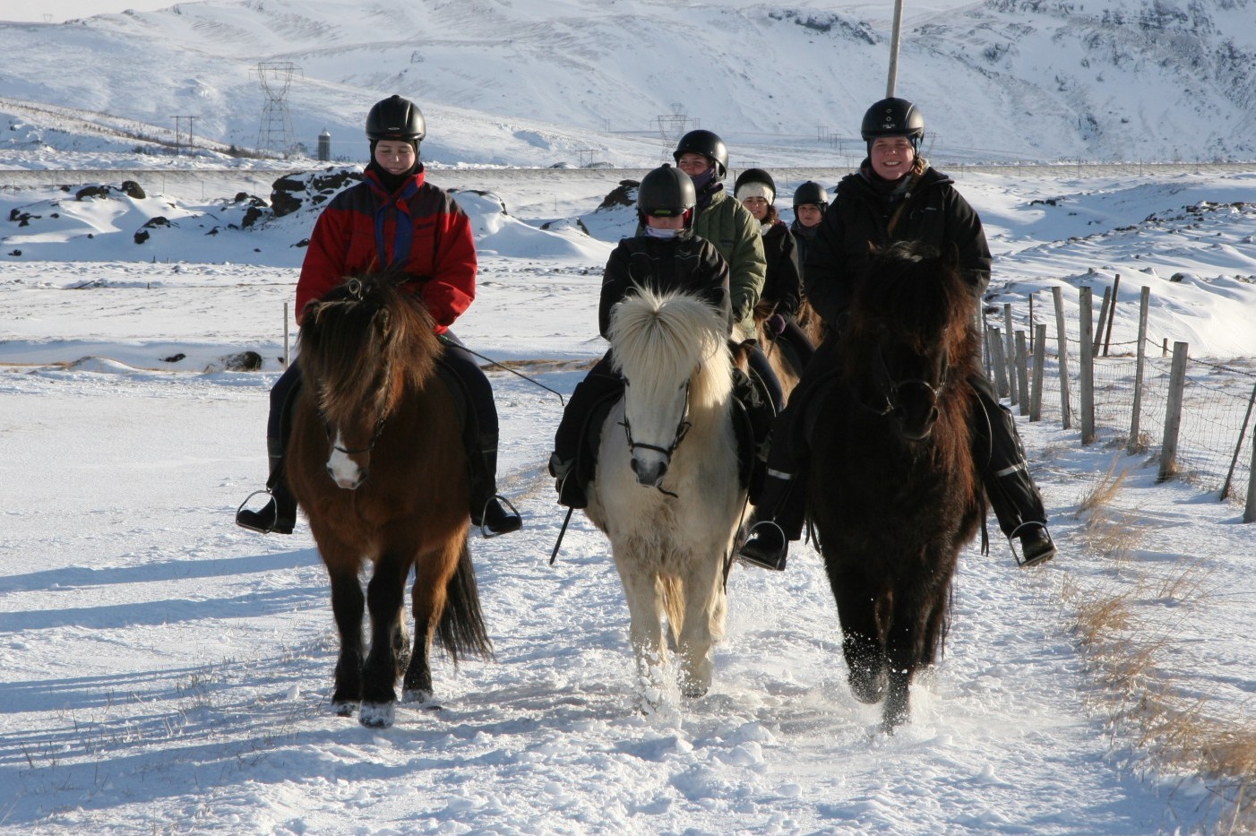 icelandic pony tour