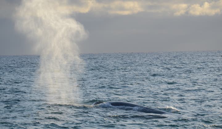 The blow of the whales can tell a trained whale watcher what species they are looking at.