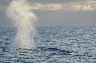 The blow of the whales can tell a trained whale watcher what species they are looking at.