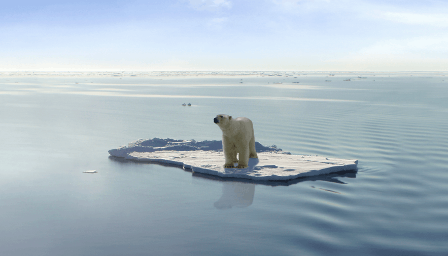 Polar bear on Jökulsárlón glacier lagoon