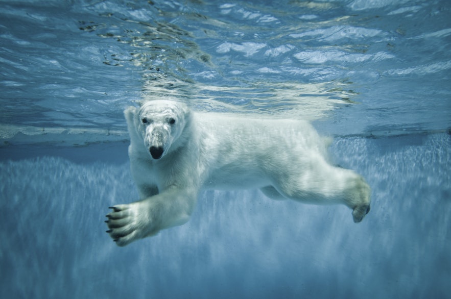 Polar bear swimming to Iceland