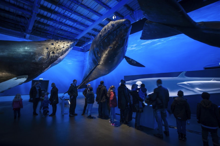 Das Walmuseum in Reykjavík begeistert die ganze Familie