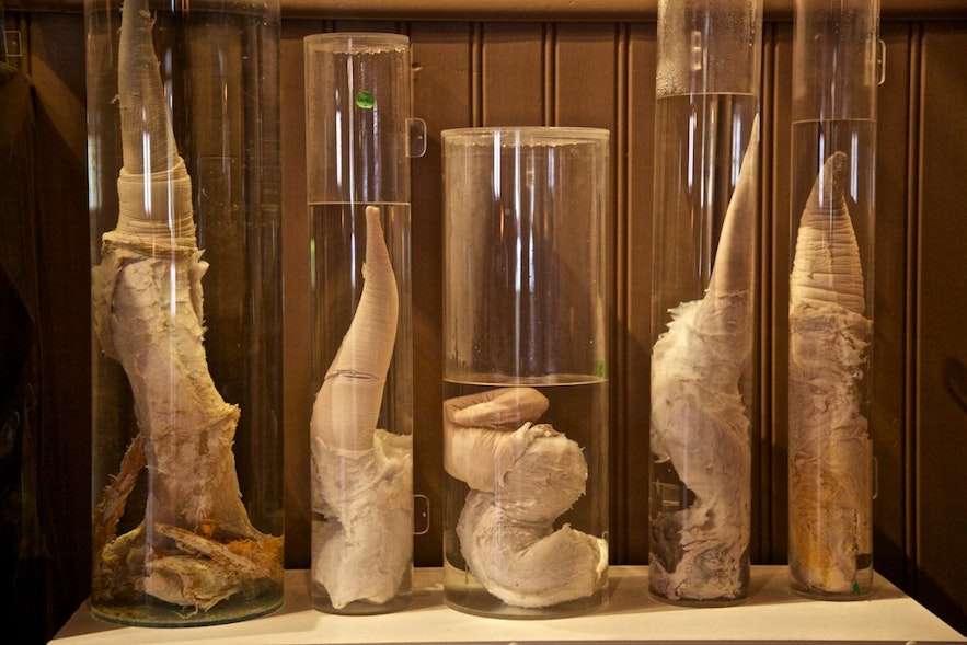Eine Auswahl der Artefakte des Penismuseums in Reykjavik