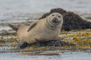 A seal relaxes on the rocks at Ytri-Tunga beach on the Snaefellsnes peninsula.