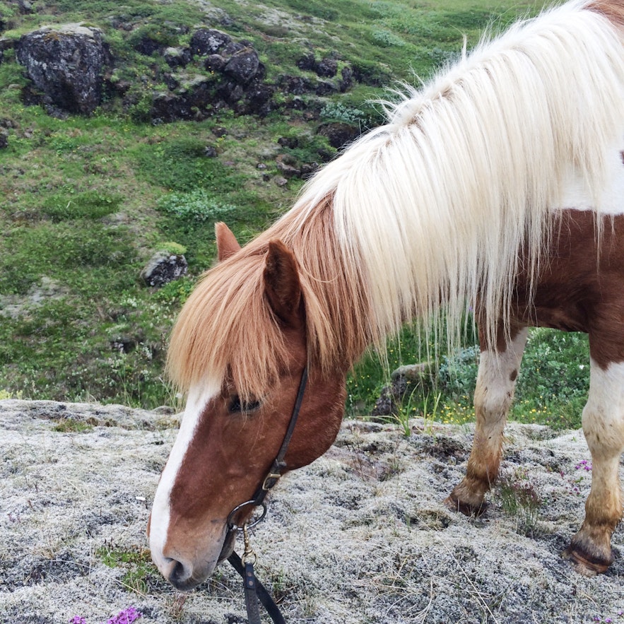 冰島馬吃草