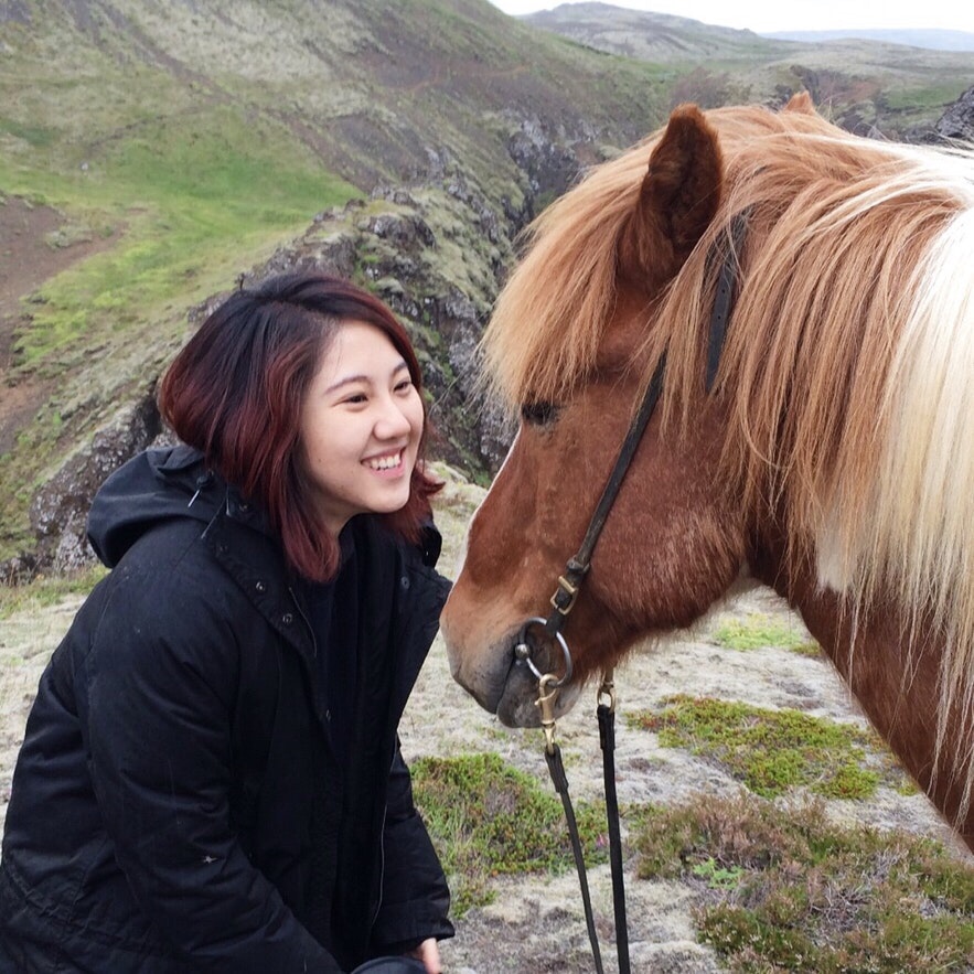 冰島馬與我