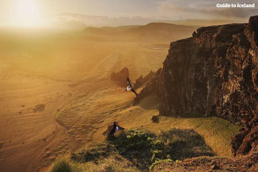 Macareux au-dessus des falaises en Islande