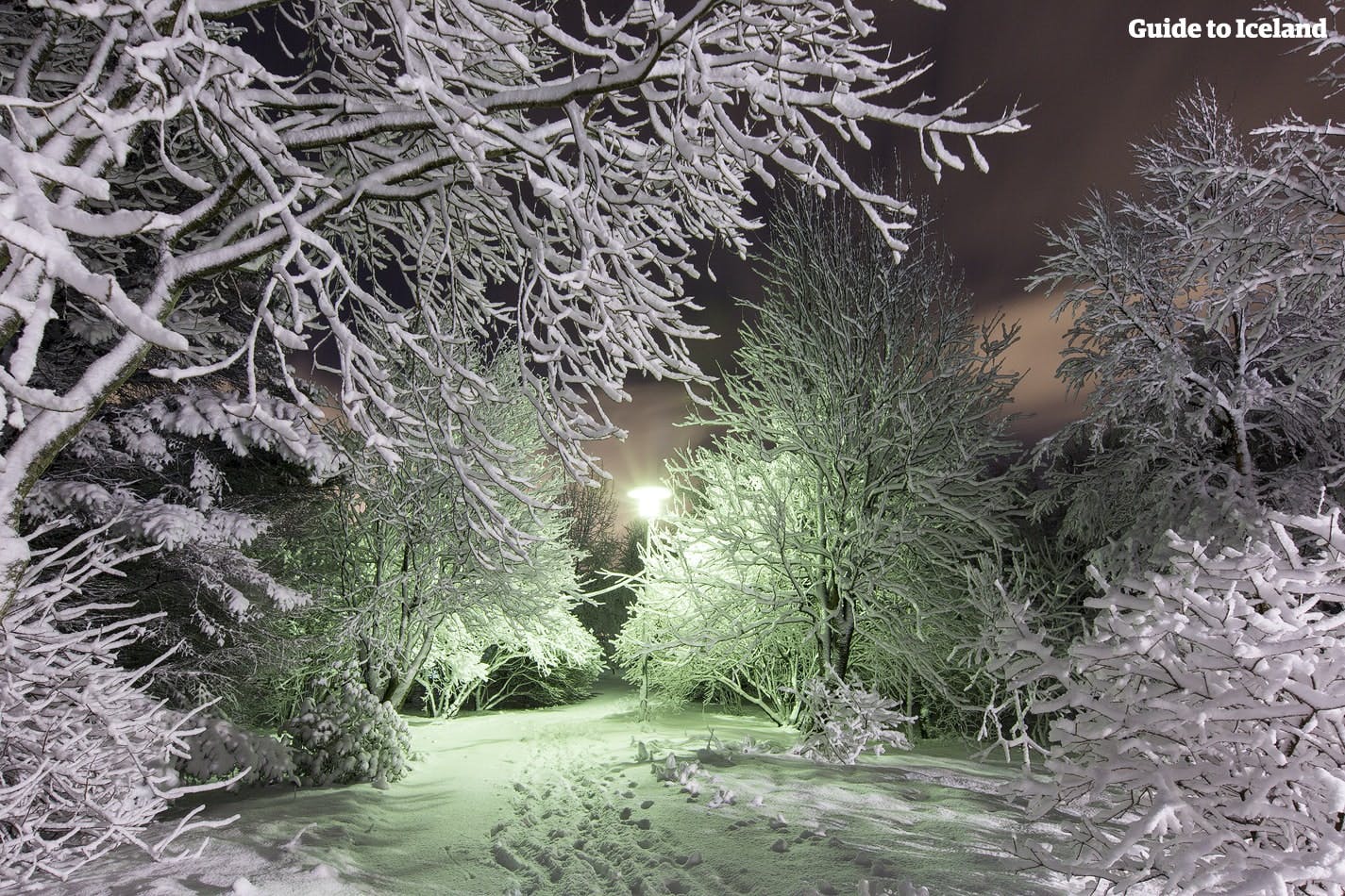หิมะห่อหุ้มกิ่งก้านของต้นไม้ในกลางฤดูหนาวที่เรคยาวิก