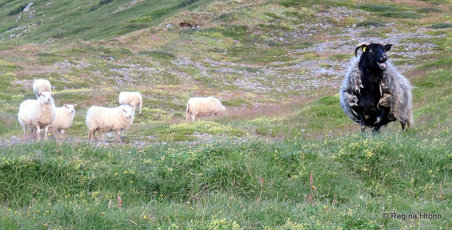 A leader-ewe by Drangajökull