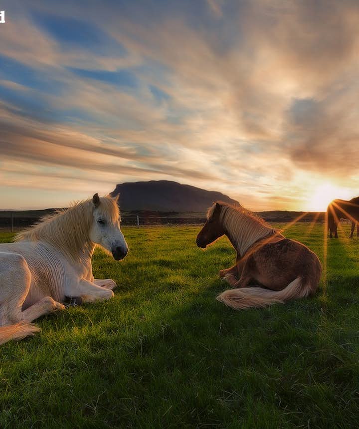 午夜阳光下的冰岛马