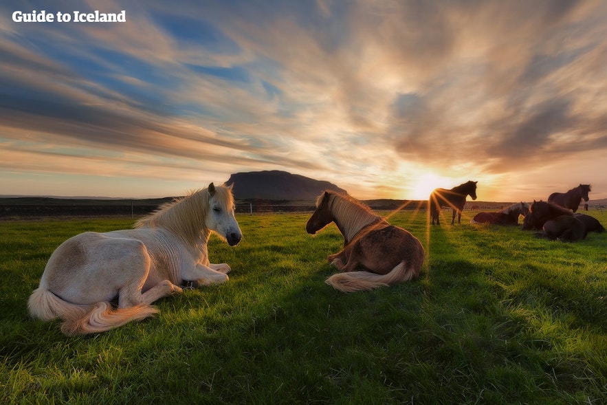 Icelandic horses in the midnight sun