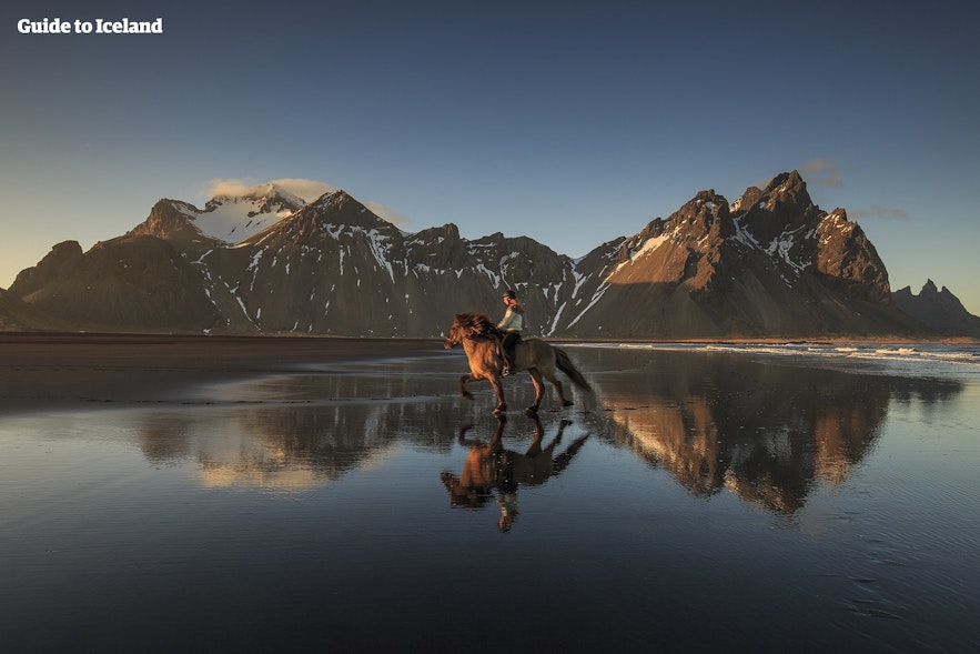 ヴェストラホルヌ(Vestrarhorn)の山を背景に撮影されたアイスランドの馬