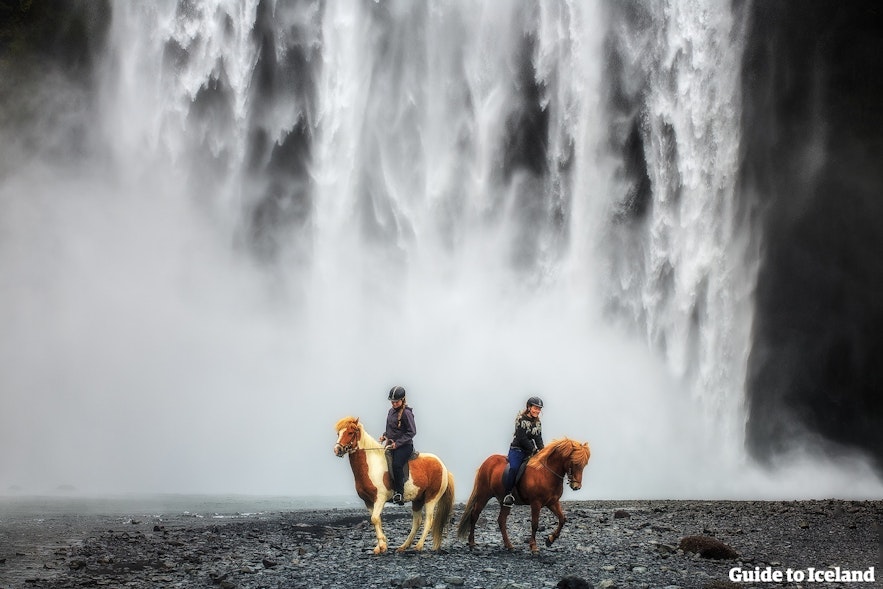 スコゥガフォスの滝の前にいるアイスランドの馬
