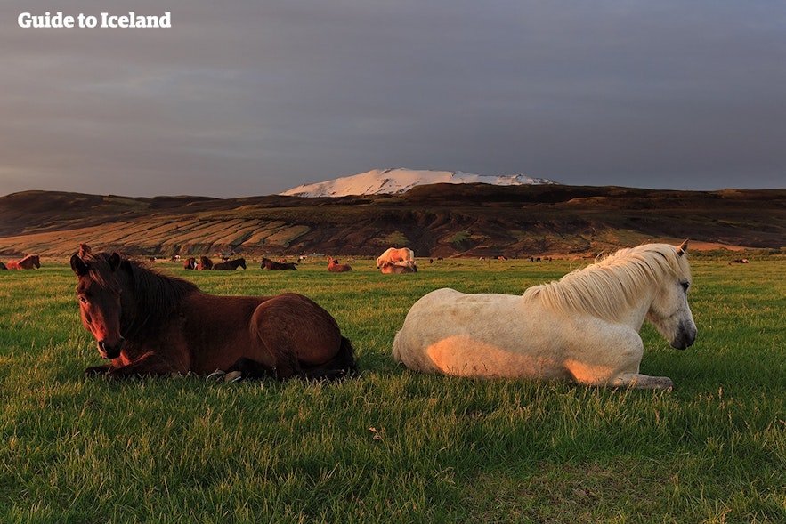 아이슬란드 말에게서 가장 흔한 모색은 붉은색, 갈색, 희색과 분홍색입니다.