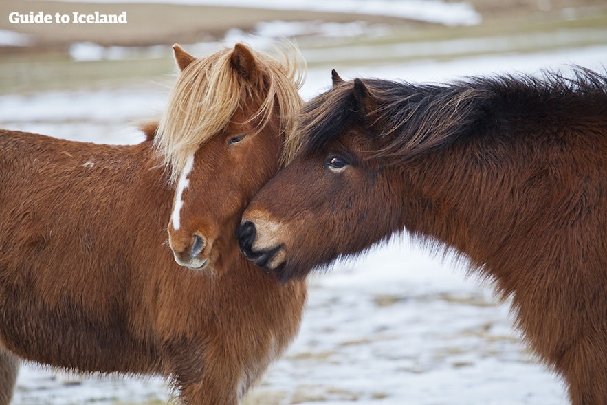 Para islandzkich koni w trakcie zimy