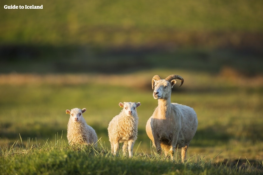 Beim Campen wirst du auf jeden Fall dem einen oder anderen freilaufendem Schaf begegnen